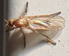 Lonchoptera bifurcata