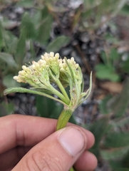 Eriogonum compositum compositum
