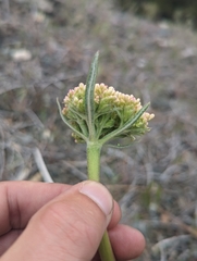 Eriogonum compositum compositum