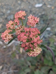 Eriogonum compositum compositum