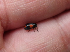 Cryptocephalus quadruplex