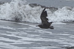 Leucophaeus modestus