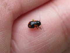 Cryptocephalus quadruplex