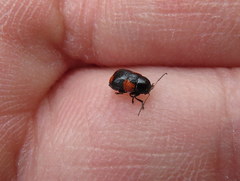 Cryptocephalus quadruplex