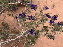 Psorothamnus fremontii