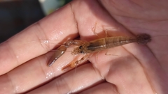 Macrobrachium dienbienphuense