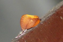 Euthrix laeta