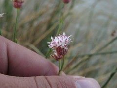 Baccharis juncea