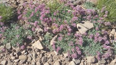Trifolium dasyphyllum