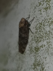 Paraphlepsius collitus