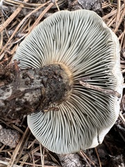 Hygrophorus caeruleus