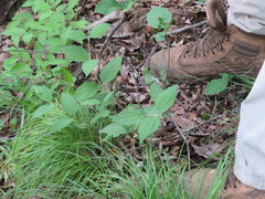Philadelphus hirsutus