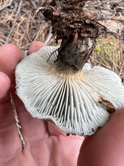 Hygrophorus caeruleus