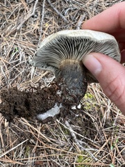 Hygrophorus caeruleus