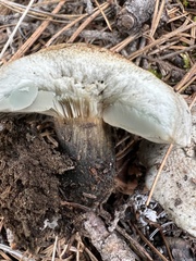 Hygrophorus caeruleus