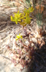 Sedum radiatum
