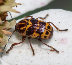 Cryptocephalus castaneus