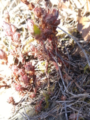 Sedum radiatum
