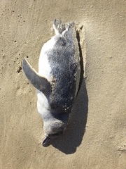 Eudyptula minor iredalei