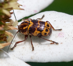 Cryptocephalus castaneus