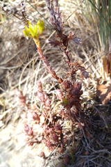 Sedum radiatum