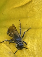 Dielis plumipes