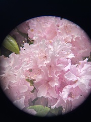 Rhododendron × hybridum