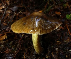 Cortinarius cuphomorphus