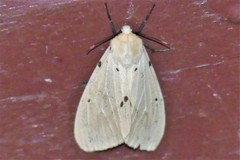 Spilosoma ummera