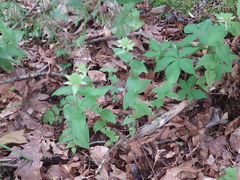 Monarda bradburiana