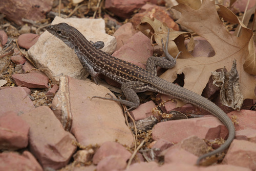 Chihuahuan Spotted Whiptail