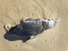 Eudyptula minor iredalei