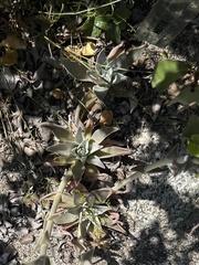 Dudleya saxosa aloides