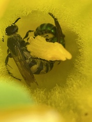 Dielis plumipes