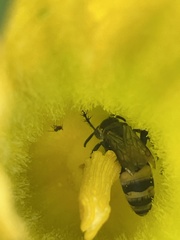 Dielis plumipes