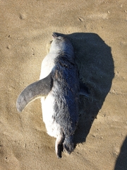 Eudyptula minor iredalei