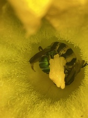 Dielis plumipes