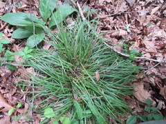 Carex cumberlandensis