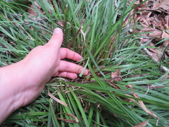 Carex cumberlandensis