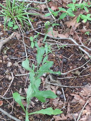 Borodinia canadensis