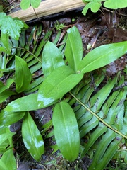 Clintonia uniflora