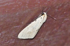 Spilosoma ummera