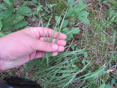 Dichanthelium linearifolium