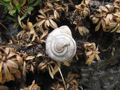 Oreohelix