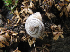 Oreohelix