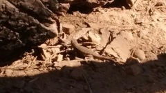 Sceloporus graciosus