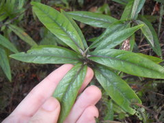 Corokia buddleioides buddleioides