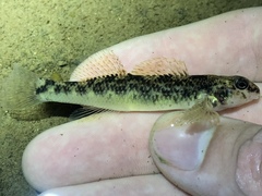 Etheostoma longimanum