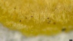 Trametes hirsuta