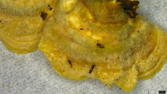 Trametes hirsuta